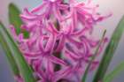 USA-Washington State-Seabeck Pink hyacinth flowers Art Print